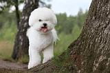 BICHON FRISE 337